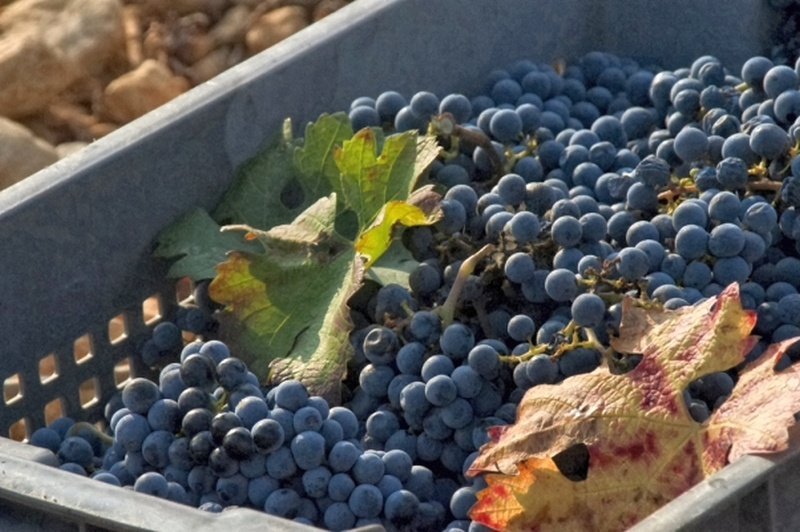 Autumn in Mallorca - Autumn Wine Harvest - Wine Mallorca 