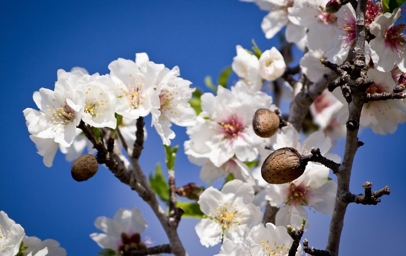Almond Blossom January in Mallorca 