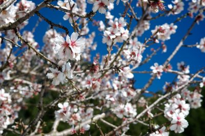 Almond Blossom in Mallorca