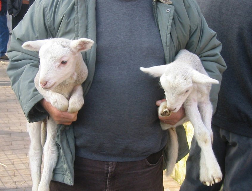 Lambs for sale at Sineu Market - MallorcanTonic 