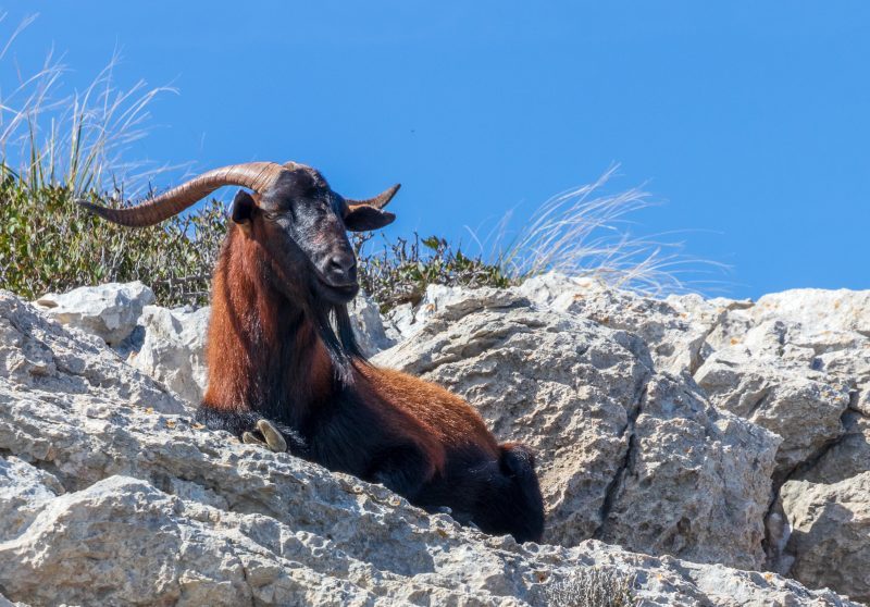 Goats in the Tramuntana 