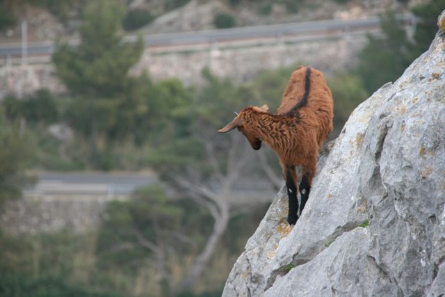Mountain-Goat-Formentor-Anita Mac