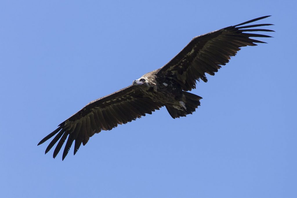 Black Vultures Majorca - The Archdukes Way Mallorca 