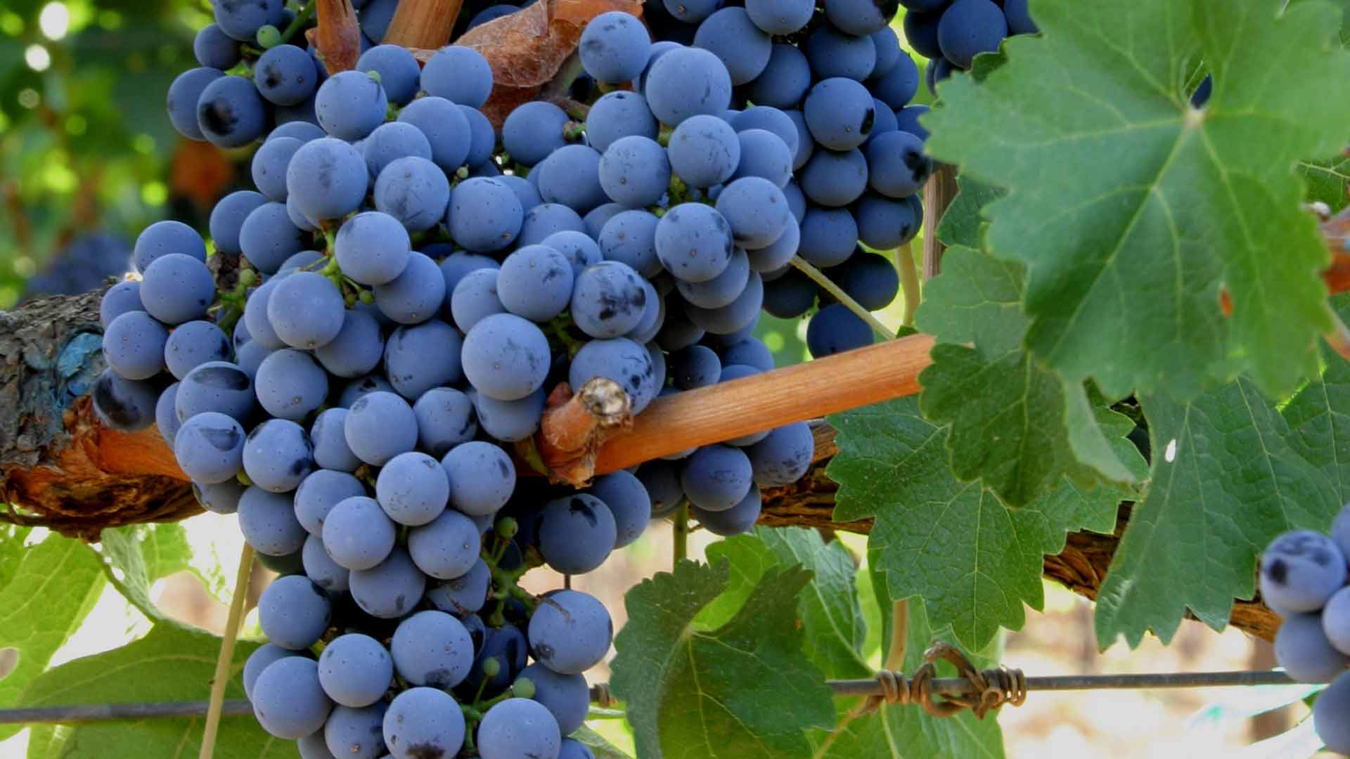 Ribas Wine | Mallorca Wine | Bodega Ribas | Wine Tours Mallorca