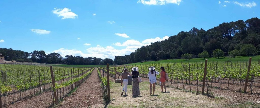 Group Tours - Can Piza Boutique Vineyard 